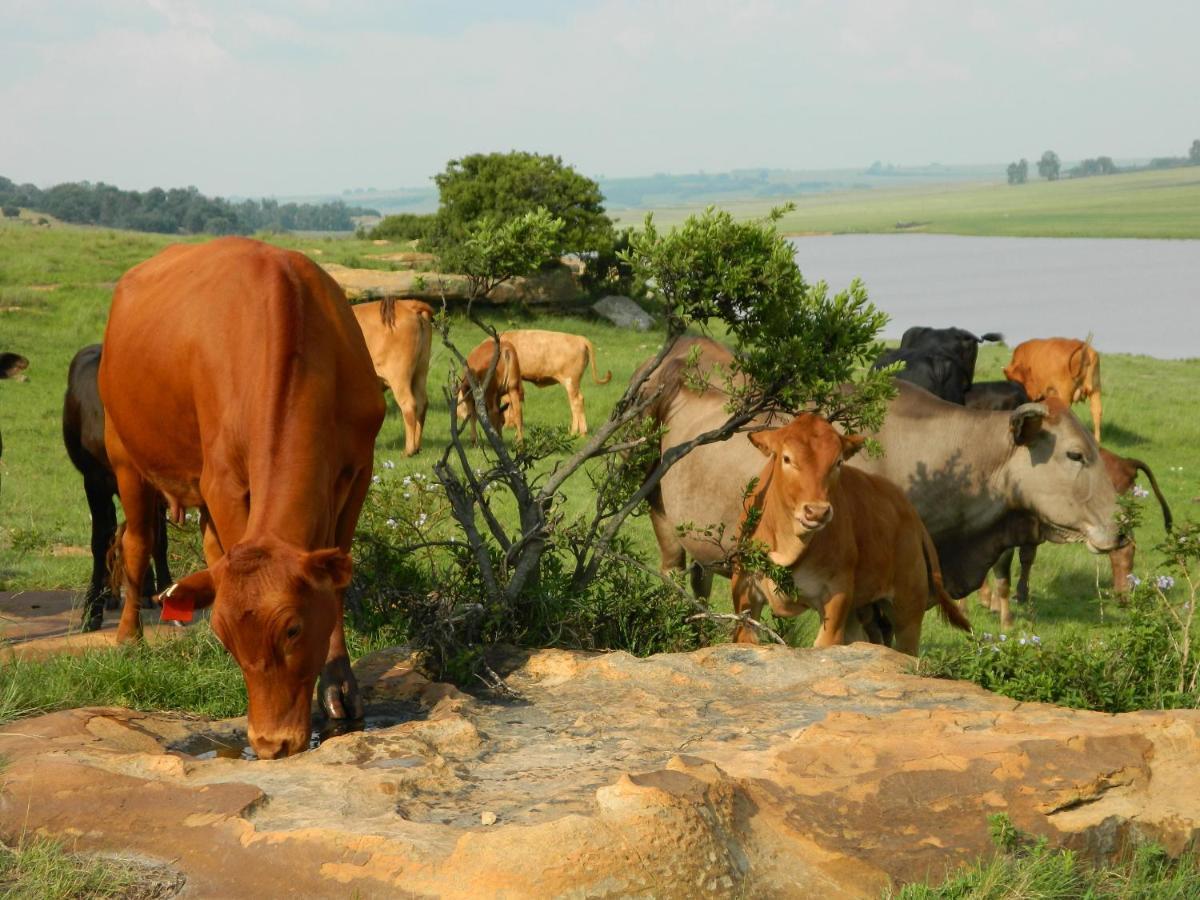 Green Thumb Farm Stay Ermelo Zewnętrze zdjęcie